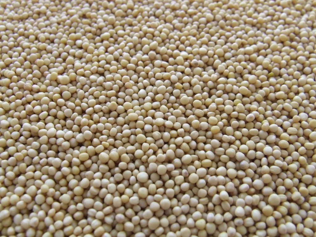 Kandungan Nutrisi Kacang Kedelai