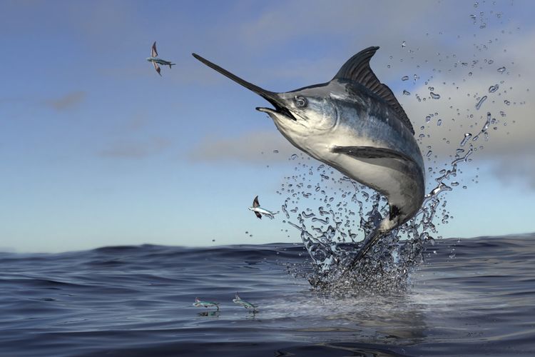 7 Manfaat Ikan Marlin Buat Kesehatan
