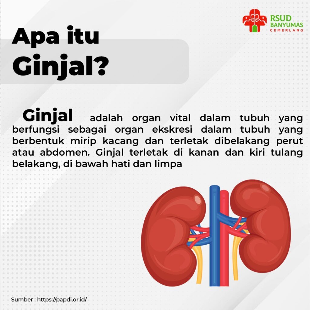 manfaat ginjal sehat