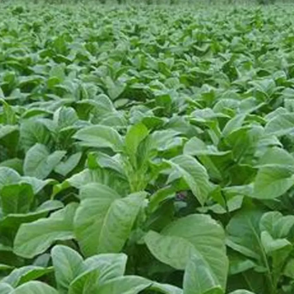 manfaat daun tembakau