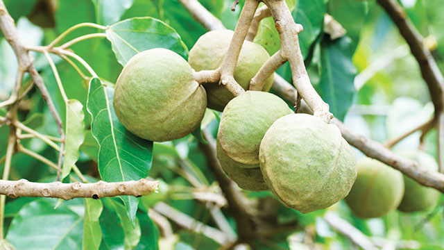 manfaat tanaman daun kemiri