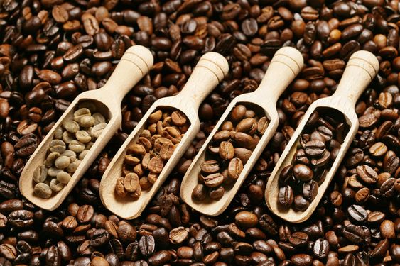 macam jenis biji kopi