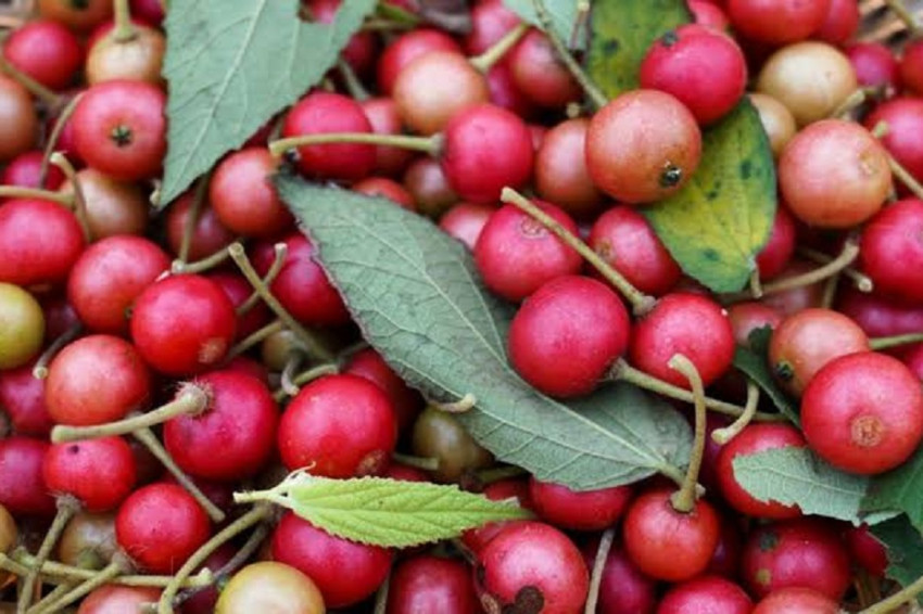 terbaru manfaat kandungan buah ceri